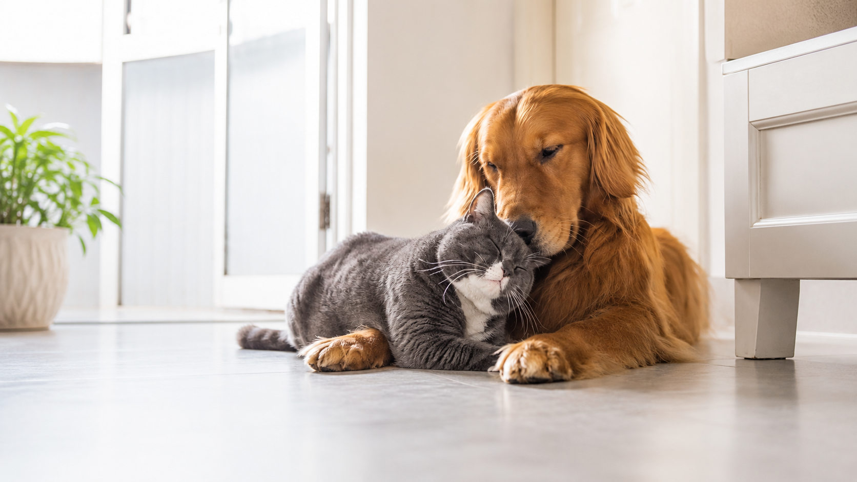 Golden retriever and cat ready to travel