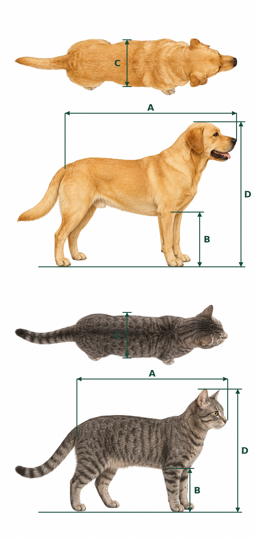 Illustrated guide showing the measurements needed to select a pet travel crate